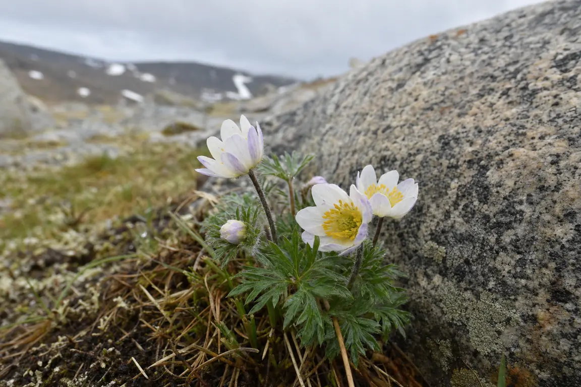 Nahaufnahme weißer, zart violett getönter Blüten auf kurzen behaarten Stielen zwischen Granit