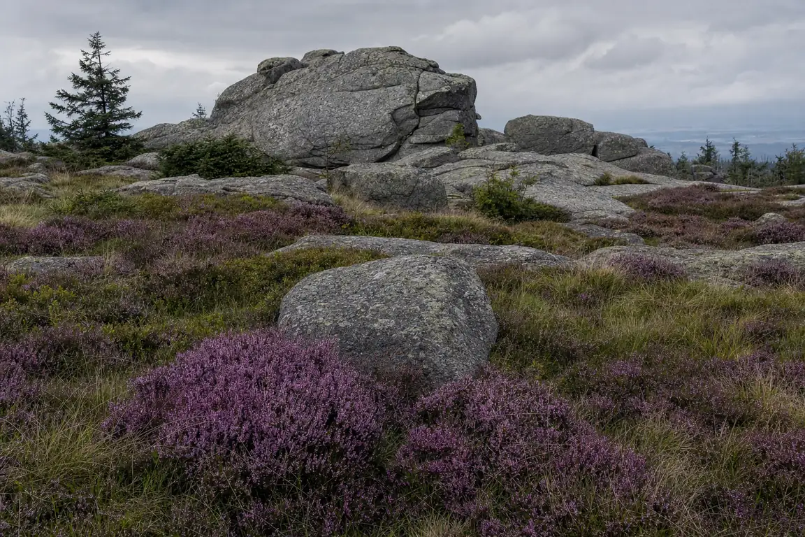 Blühende violette Heide zwischen Granitblöcken auf dem Brockenplateau