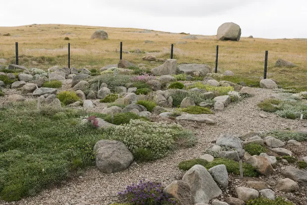 Beete mit alpinen Polsterpflanzen zwischen Granitsteinen im Brockengarten